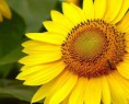/album/fotogaleria/girasol-jpg/