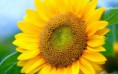 /album/fotogaleria/girasol-radiante-26-jpg/
